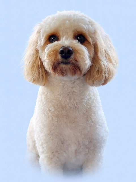 Dogtor Mickey Besten